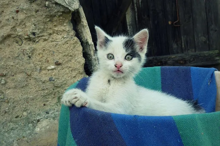 91 Astonished Animals Who Are Freaked Out By What's Happening