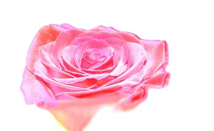 Really Cool Flower Photos By 12 Year Old Photographer (me!!)