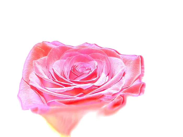 Really Cool Flower Photos By 12 Year Old Photographer (me!!)
