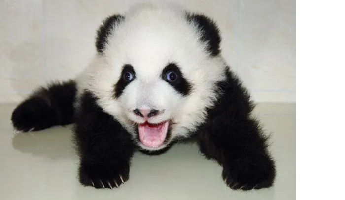 91 Astonished Animals Who Are Freaked Out By What's Happening