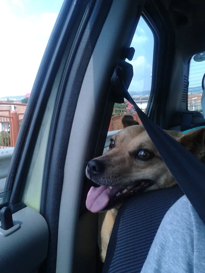 My Dog Wants To Sit In The Front