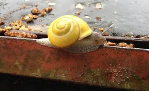 Snail In The Rain