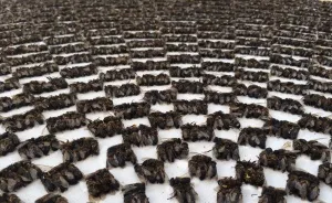 Save The Bees: I Turned Dead Bees Into Art To Raise Awareness Of Global Bee Decline