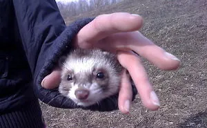 42 Funny Ferrets That Just Want To Play With You