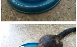 73 Before-And-After Photos Of Pets Growing Up With Their Toys