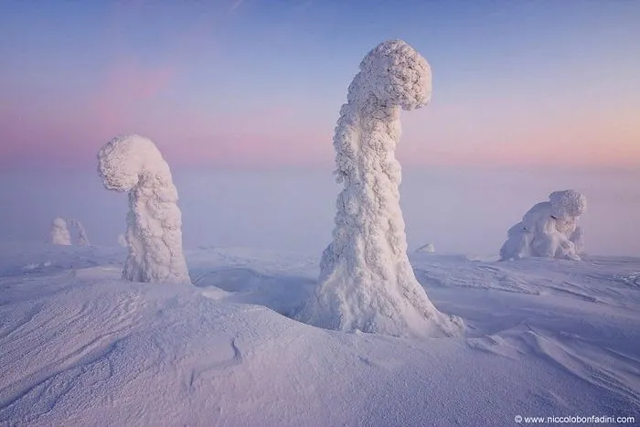 Sentinels Of The Artic, Finland.