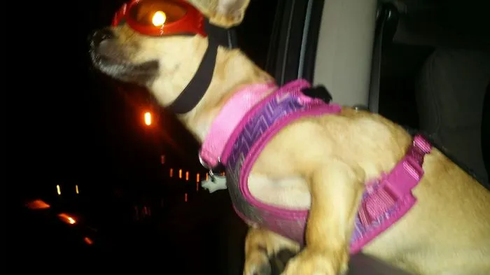 Night Rider