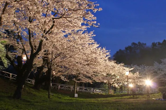Images Of Spring From Morioka And Ushiku, Japan