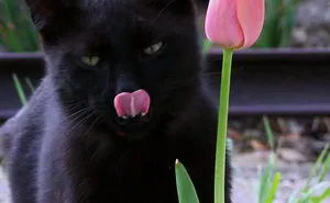 Flower Power
