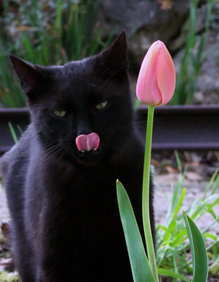 Flower Power