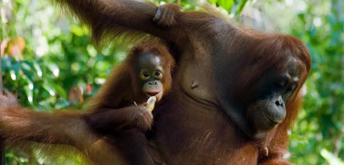 Central Kalimantan: Tanjung Puting