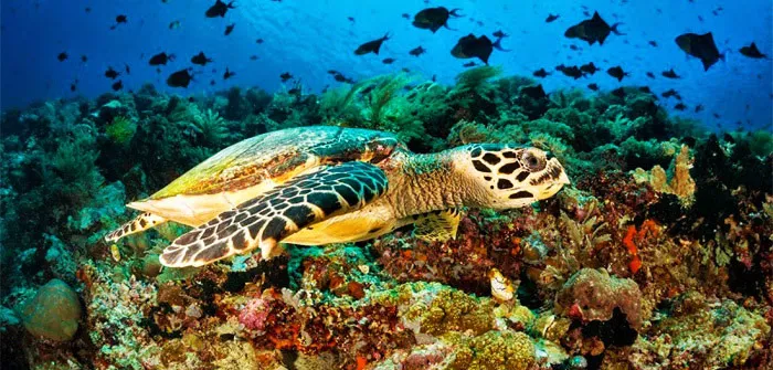 North Sulawesi: Bunaken Marine Park