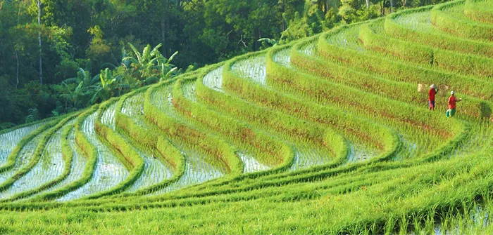 Bali: Ubud