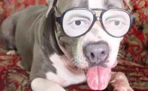 These Adorable Dogs Are Smiling For National Smile Month!