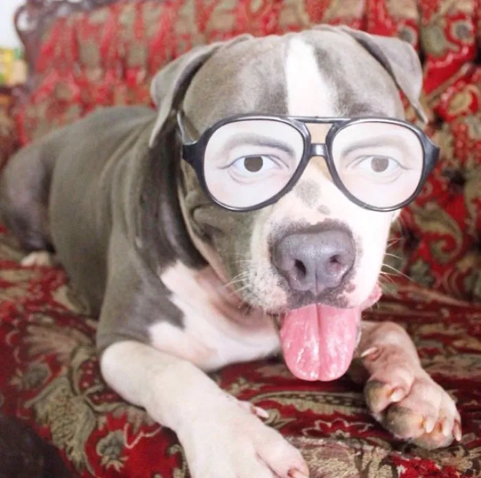 These Adorable Dogs Are Smiling For National Smile Month!