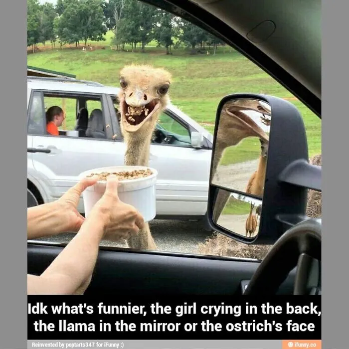 91 Astonished Animals Who Are Freaked Out By What's Happening