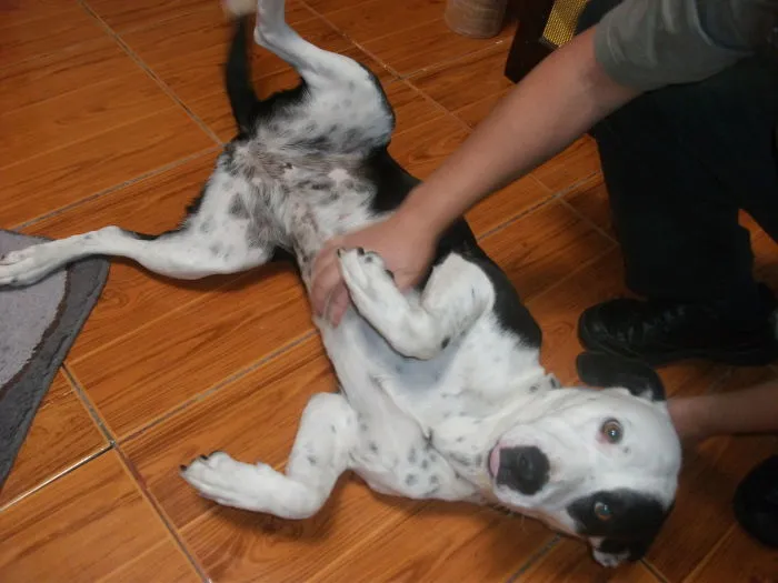 Chispita Sacando Su Lengua De La Emoción.