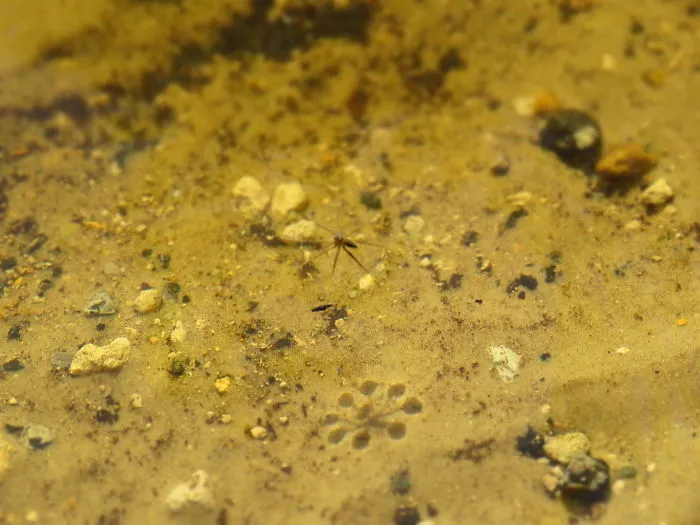 Unnaturtal Looking Shadow Of A Fishing Spider