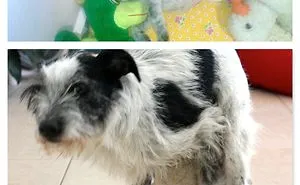 73 Before-And-After Photos Of Pets Growing Up With Their Toys
