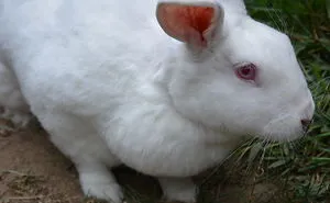 Watch Rescued Meat Bunny Build Her First Burrow