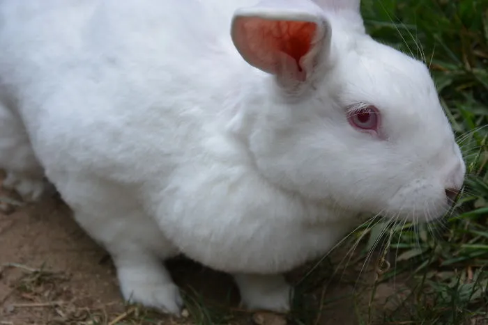 Watch Rescued Meat Bunny Build Her First Burrow
