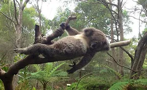 177 Animals Posing For The Camera Like Pros