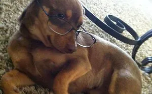 177 Animals Posing For The Camera Like Pros