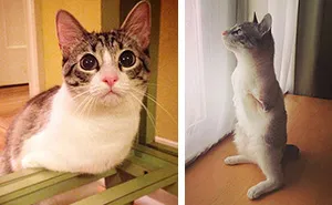 Roux The Adopted Two-Legged Bunny-Cat Is Instagram’s Latest Sensation