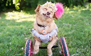 I Saved A Dog From Euthanasia And Now She Happily Runs In A Wheelchair