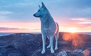 My Adopted Dog's Adventures: From Life In A Cage To Life On The Road