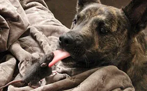 This Rescued Pet Rat And Dog Are The Best Buddies Ever