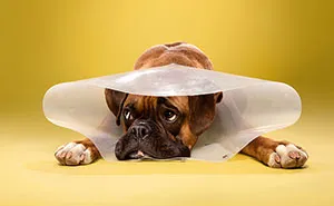 I Photograph Dogs Wearing Cones Of Shame