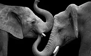 Elephant Love: Photographer Shows The Emotional Side Of Giants