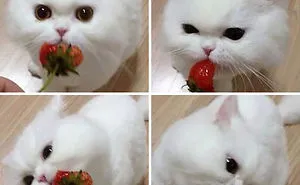 22 Animals Eating Berries Look Like Horror Movie Monsters