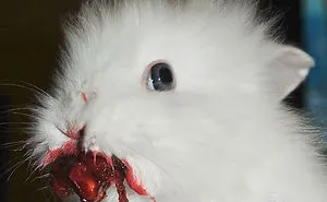 22 Animals Eating Berries Look Like Horror Movie Monsters