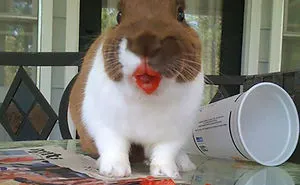 22 Animals Eating Berries Look Like Horror Movie Monsters