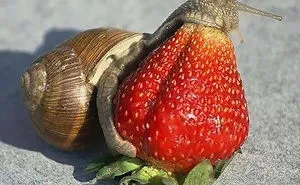 22 Animals Eating Berries Look Like Horror Movie Monsters