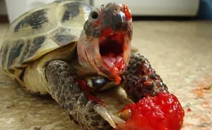 22 Animals Eating Berries Look Like Horror Movie Monsters