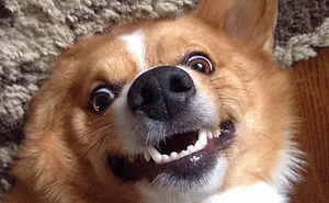 177 Animals Posing For The Camera Like Pros