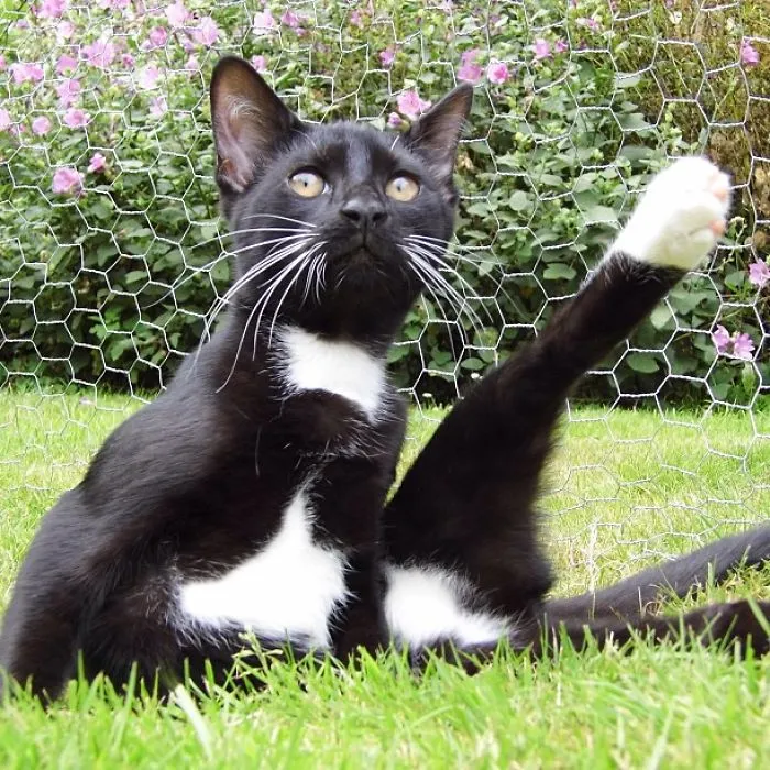 Cat Posing