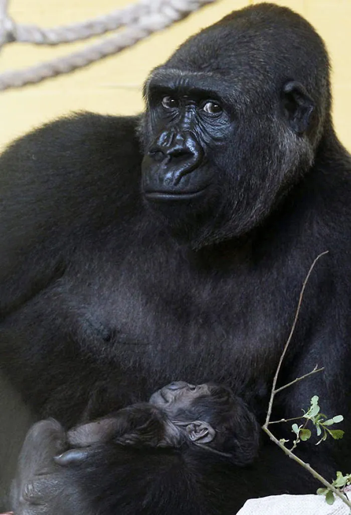 Photogenic Gorilla