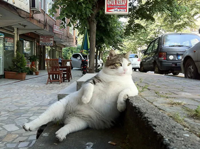 Cat Posing For The Camera