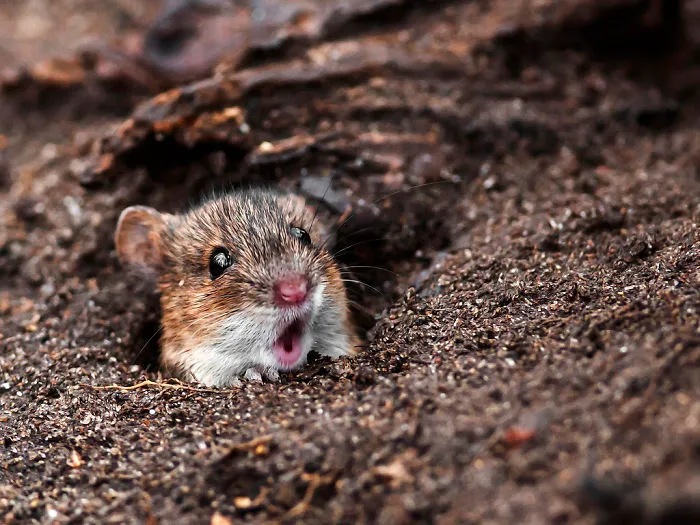 91 Astonished Animals Who Are Freaked Out By What's Happening