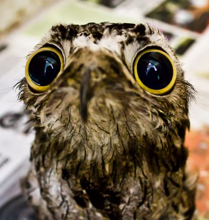 91 Astonished Animals Who Are Freaked Out By What's Happening