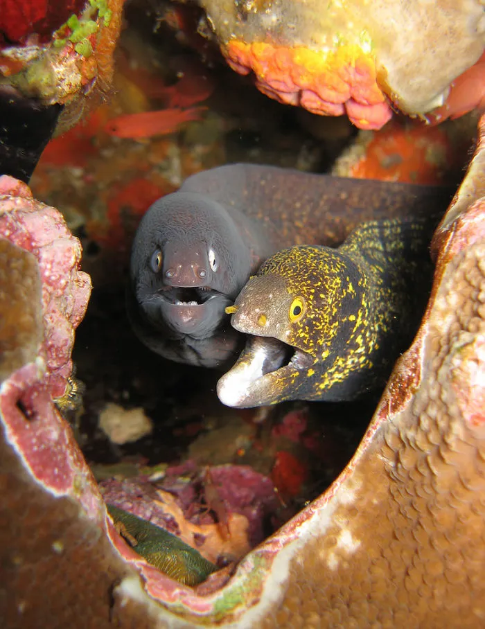 91 Astonished Animals Who Are Freaked Out By What's Happening