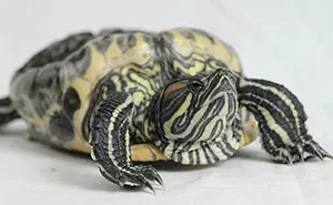Meet Audrey, A Turtle Who Spent 20 Years Living In A Bucket Before She Was Rescued