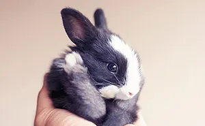 30 Days Of My Baby Bunnies Growing Up