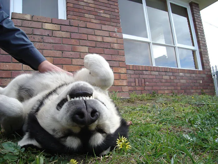 Toby Gets A Belly Rub