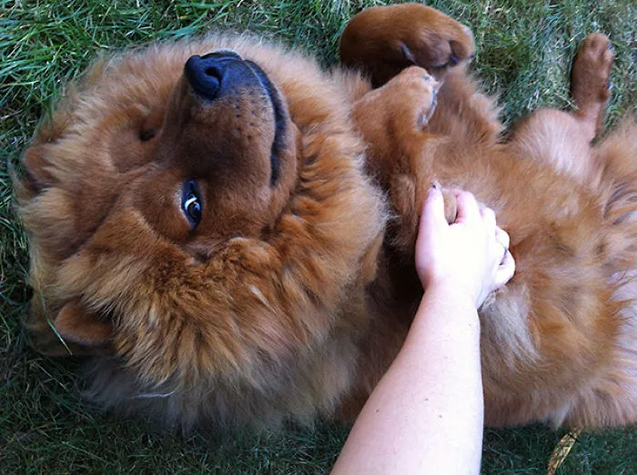 Loki Looking For Belly Rubs