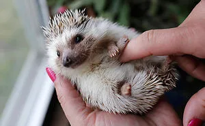 92 Animal Bellies That Need To Be Rubbed Right Now